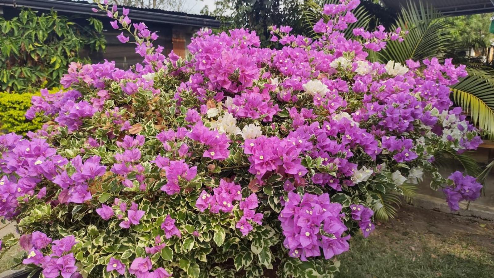 Loma Linda Hotel De Naturaleza La Mesa  Dış mekan fotoğraf